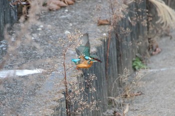 Common Kingfisher 高萩市 Sat, 12/26/2020