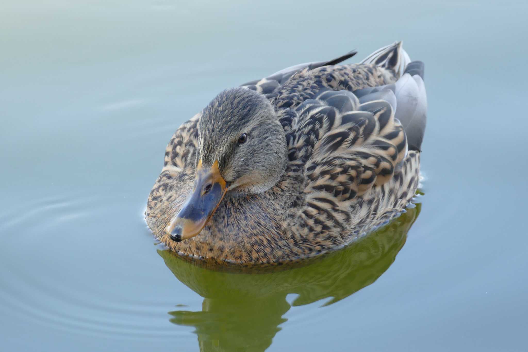 都立浮間公園 マガモの写真