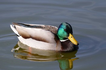 Mallard Ukima Park Sat, 12/26/2020