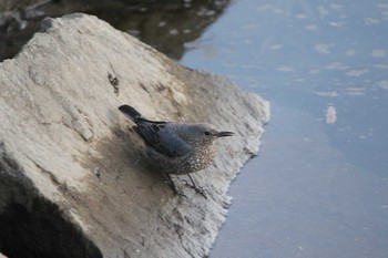 Blue Rock Thrush 高萩市 Sat, 12/26/2020