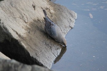 Blue Rock Thrush 高萩市 Sat, 12/26/2020