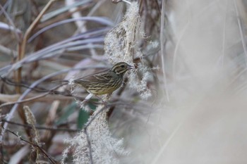 Masked Bunting 高萩市 Sat, 12/26/2020