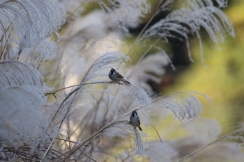 Eurasian Tree Sparrow 高萩市 Sat, 12/26/2020