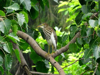 2016年11月3日(木) Chatuchak Parkの野鳥観察記録