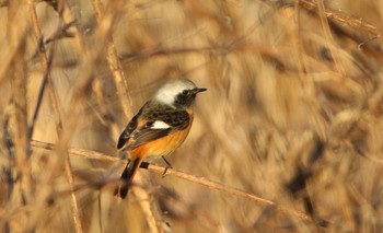 Daurian Redstart 高萩市 Sat, 12/26/2020