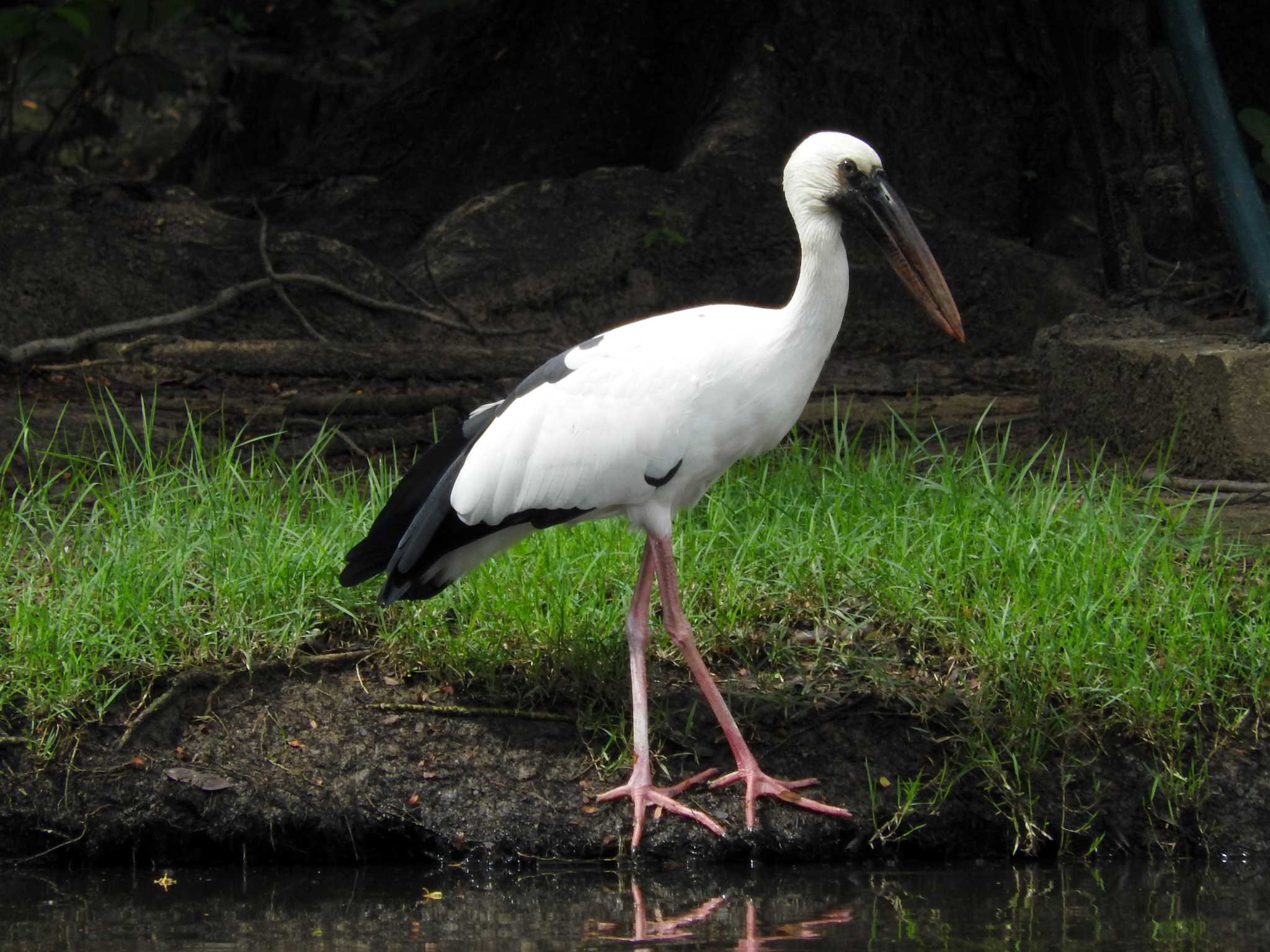 Photo of Asian Openbill at Chatuchak Park by とみやん