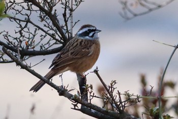 Meadow Bunting 赤城自然園 Tue, 12/8/2020