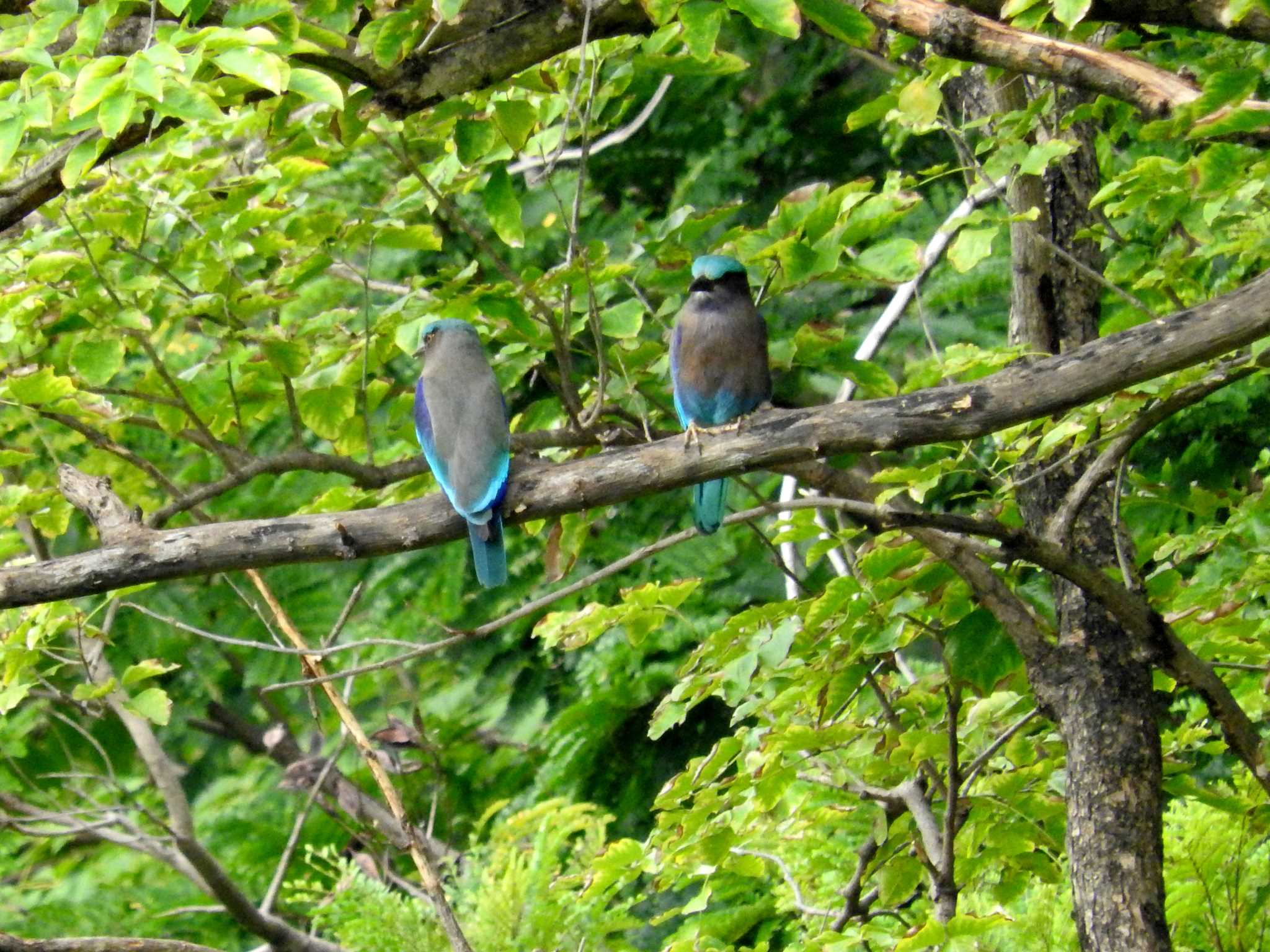 Photo of Indian Roller at Chatuchak Park by とみやん