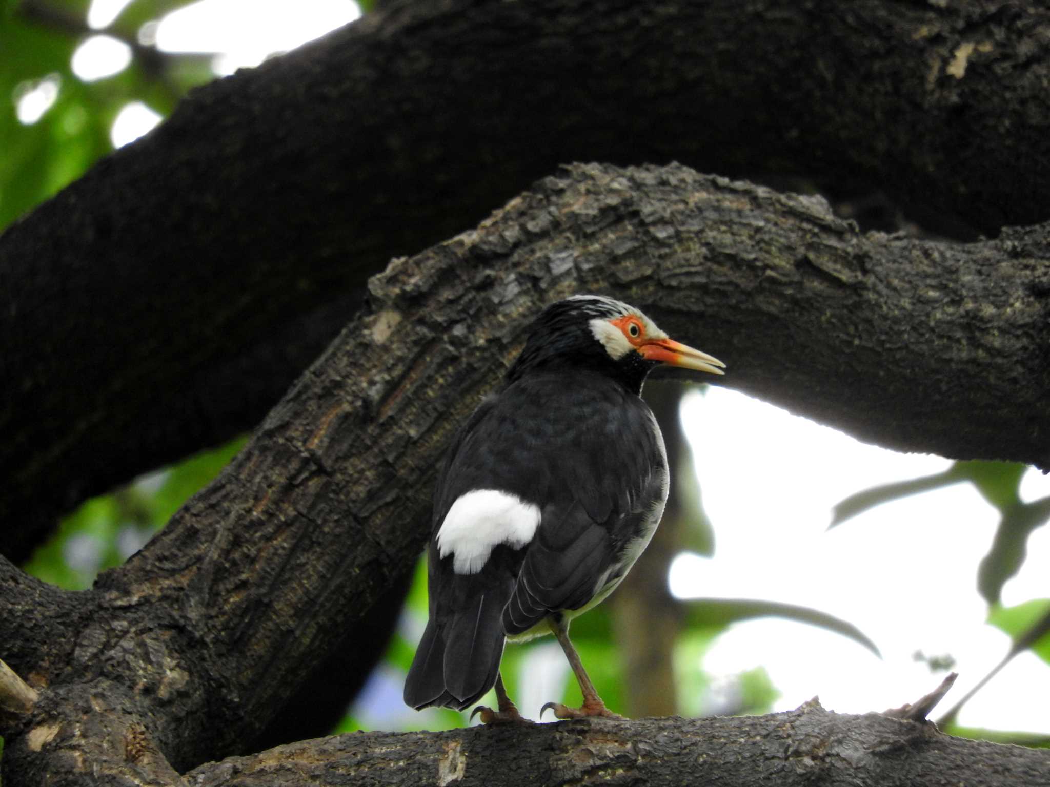 Siamese Pied Myna