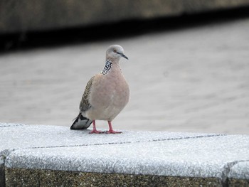 Spotted Dove Chatuchak Park Thu, 11/3/2016