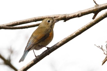 Red-flanked Bluetail 福島県 Sat, 12/26/2020