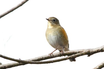 Red-flanked Bluetail 福島県 Sat, 12/26/2020