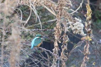 Common Kingfisher 高萩市 Sat, 12/26/2020