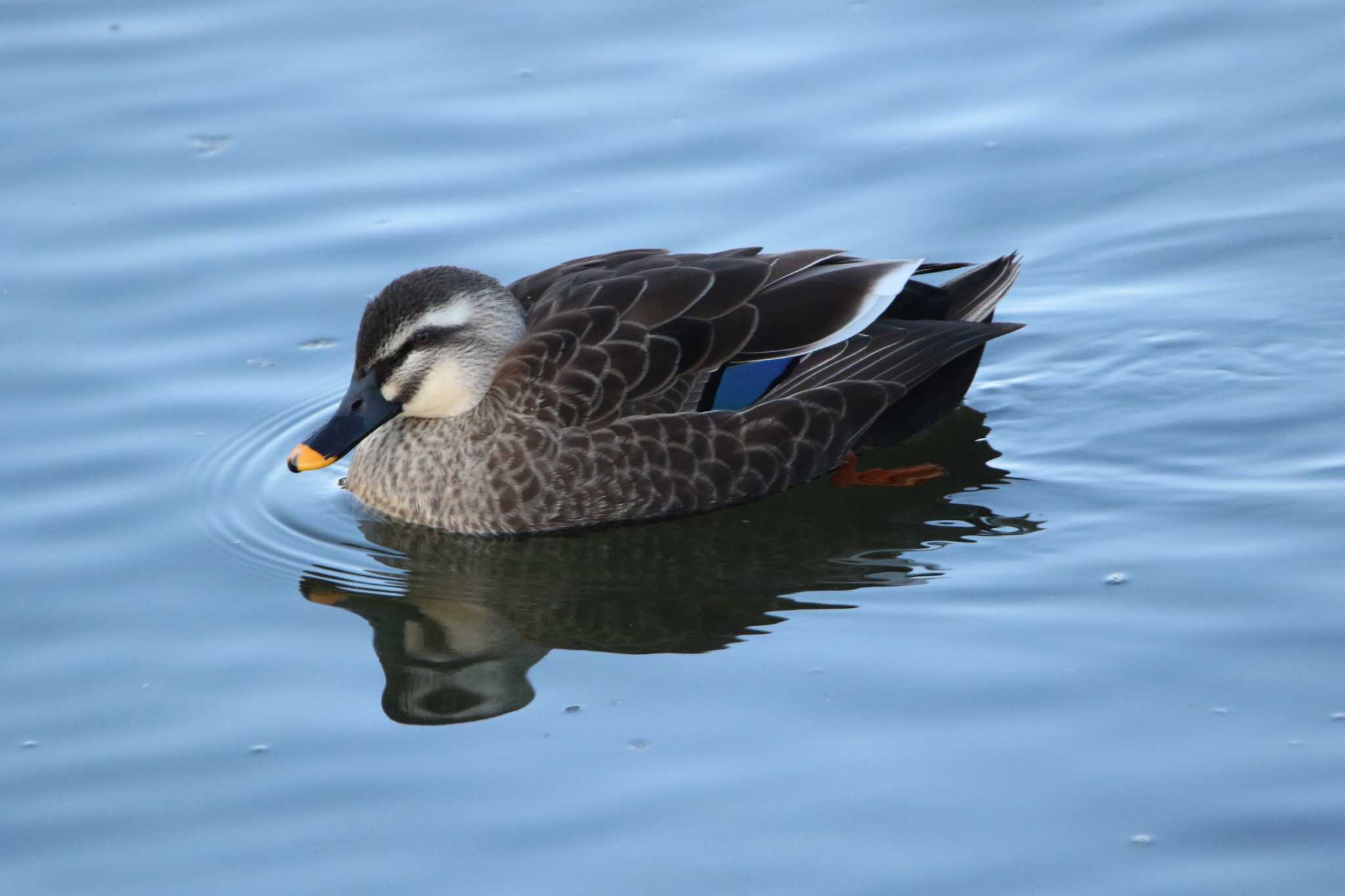 Photo of Eastern Spot-billed Duck at 高萩市 by くる?EWI&FS✈️