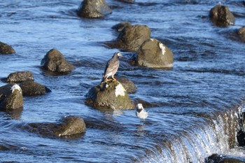 Sat, 12/26/2020 Birding report at 多摩川二ヶ領宿河原堰