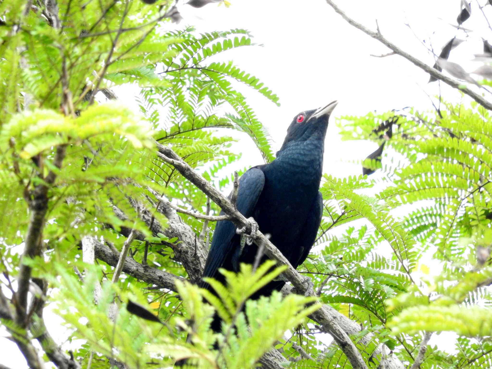 Photo of Asian Koel at Chatuchak Park by とみやん