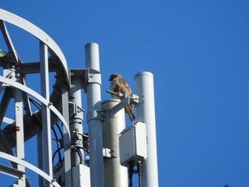 Eastern Buzzard 鎌ヶ谷市 Sat, 12/26/2020