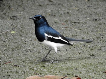 Oriental Magpie-Robin Chatuchak Park Thu, 11/3/2016