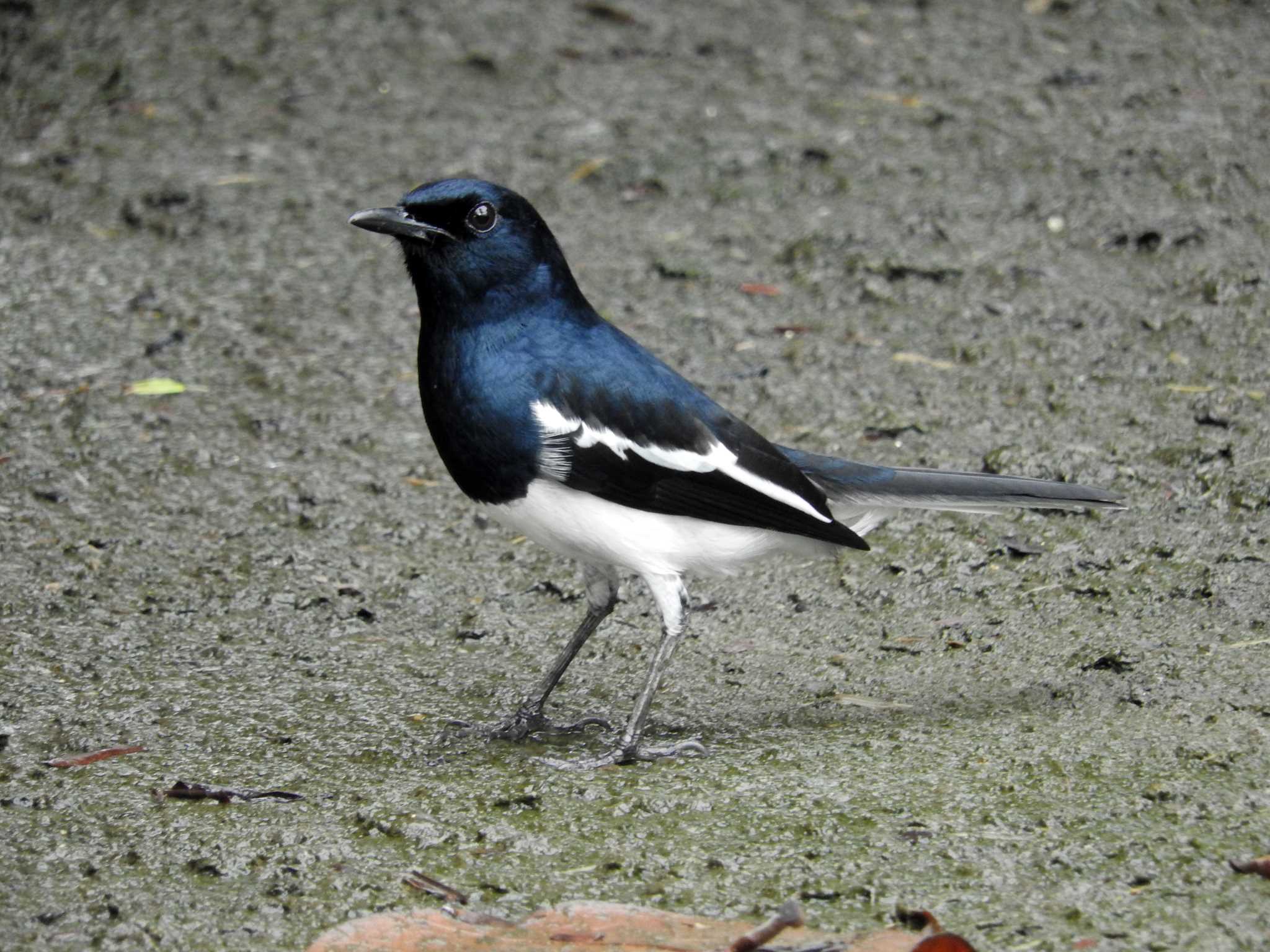 Oriental Magpie-Robin