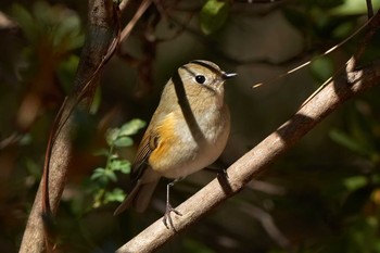 ルリビタキ 多磨霊園 2020年2月9日(日)