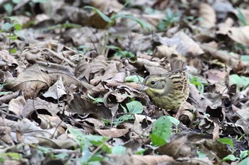 Masked Bunting Mie-ken Ueno Forest Park Sun, 11/13/2016