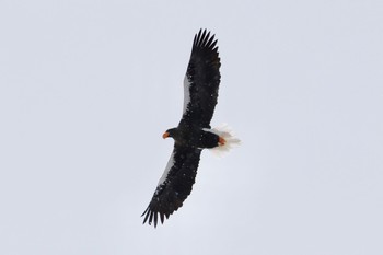 Steller's Sea Eagle Unknown Spots Mon, 12/21/2020