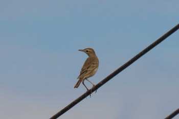 Richard's Pipit Doi Wiang Pha, Chiang Mai Mon, 11/16/2020