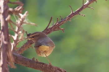 カラフトムジセッカ Doi Luang National Park, Chiang Rai 2020年12月8日(火)