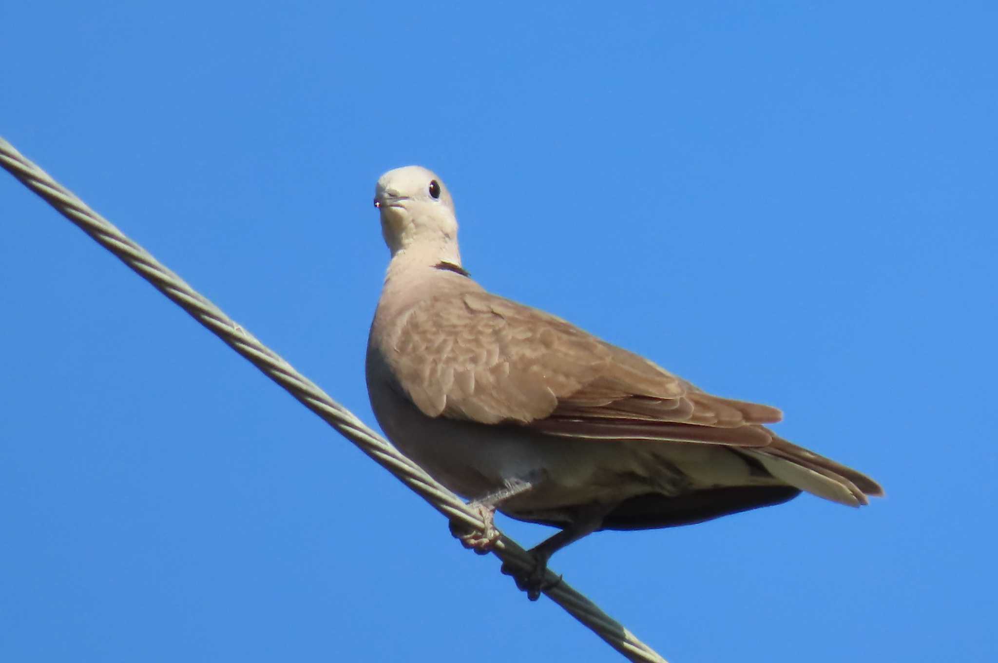 Red Collared Dove