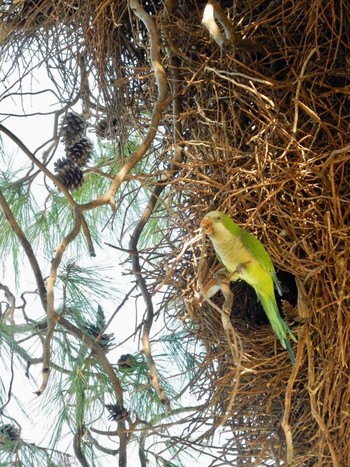 2020年12月4日(金) Tel Aviv, Israel の野鳥観察記録