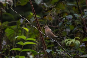 Siberian Long-tailed Rosefinch Hayatogawa Forest Road Mon, 11/14/2016