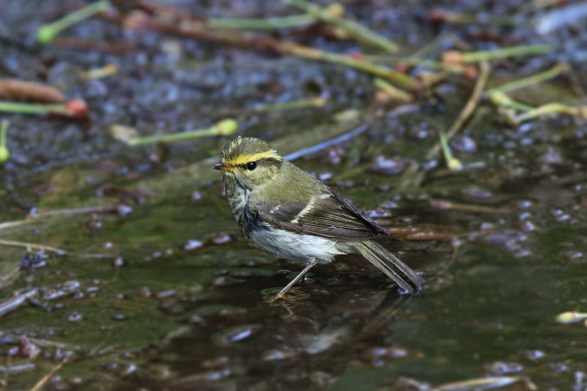 Photo of Pallas's Leaf Warbler at Hegura Island by Trio