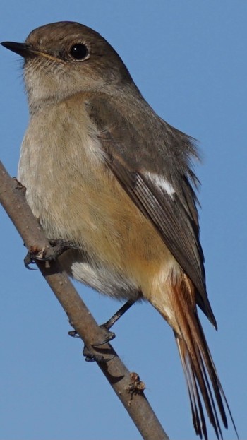 2020年12月26日(土) 芝川第一調節池(芝川貯水池)の野鳥観察記録