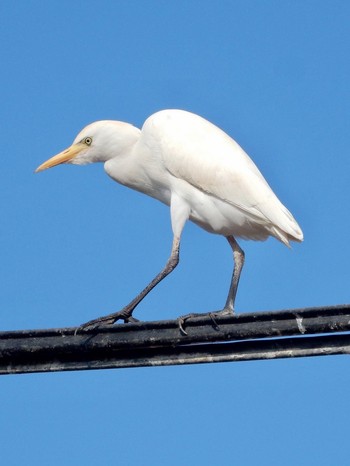 ニシアマサギ Tel Aviv, Israel  2020年12月22日(火)