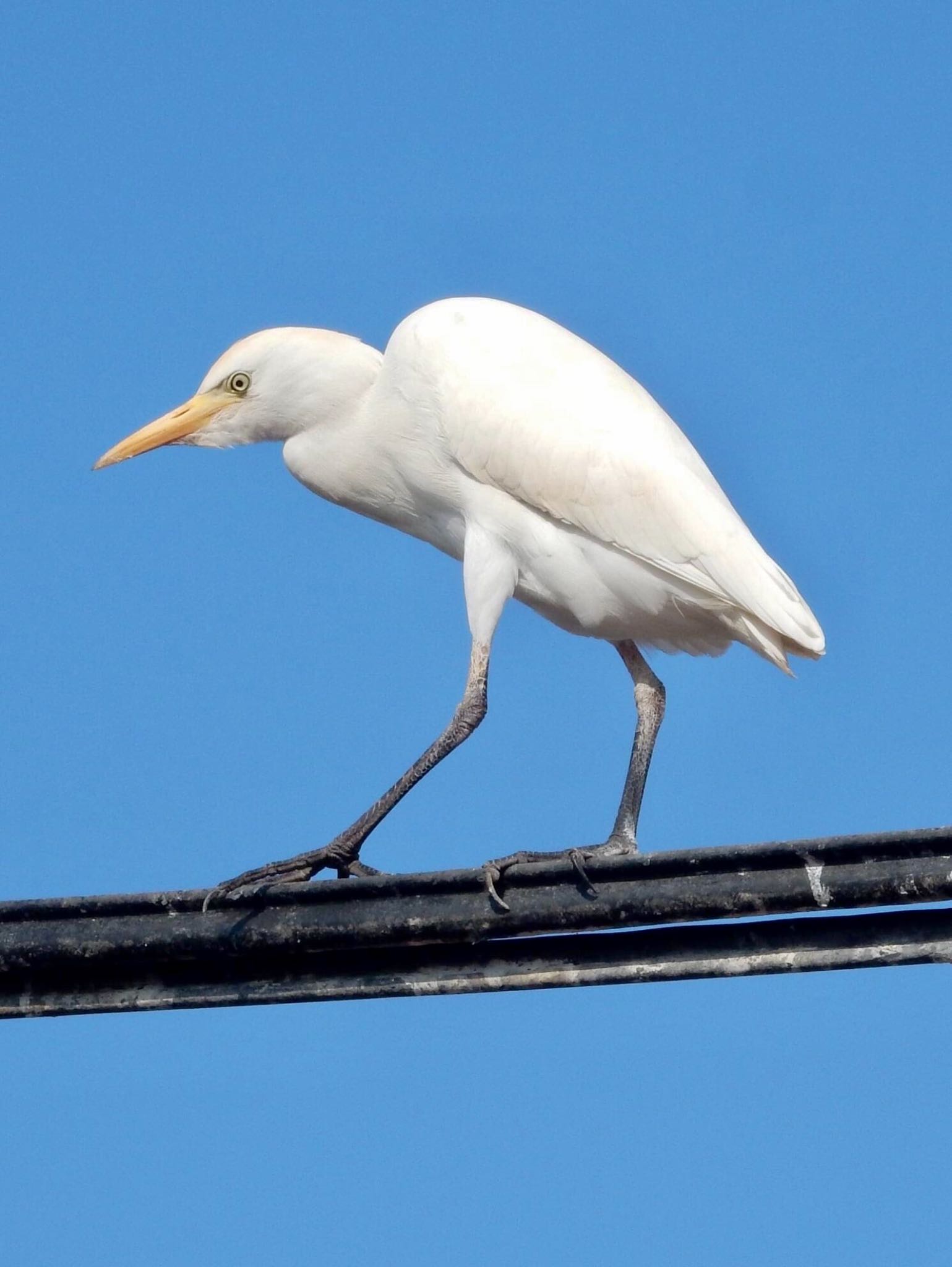 ニシアマサギ