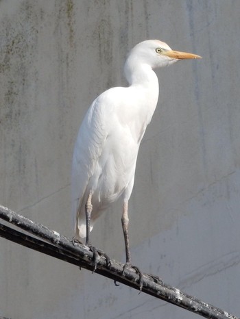 Western Cattle Egret Tel Aviv, Israel  Tue, 12/22/2020