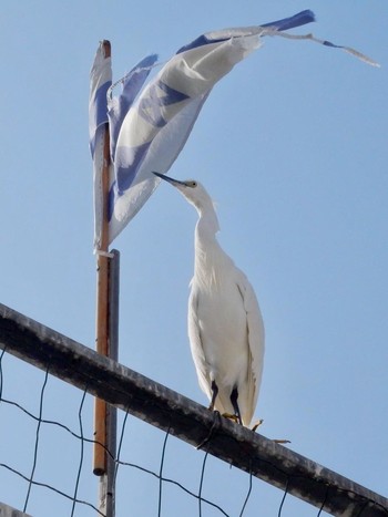 2020年12月22日(火) Tel Aviv, Israel の野鳥観察記録