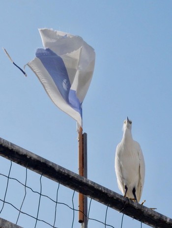 コサギ Tel Aviv, Israel  2020年12月22日(火)