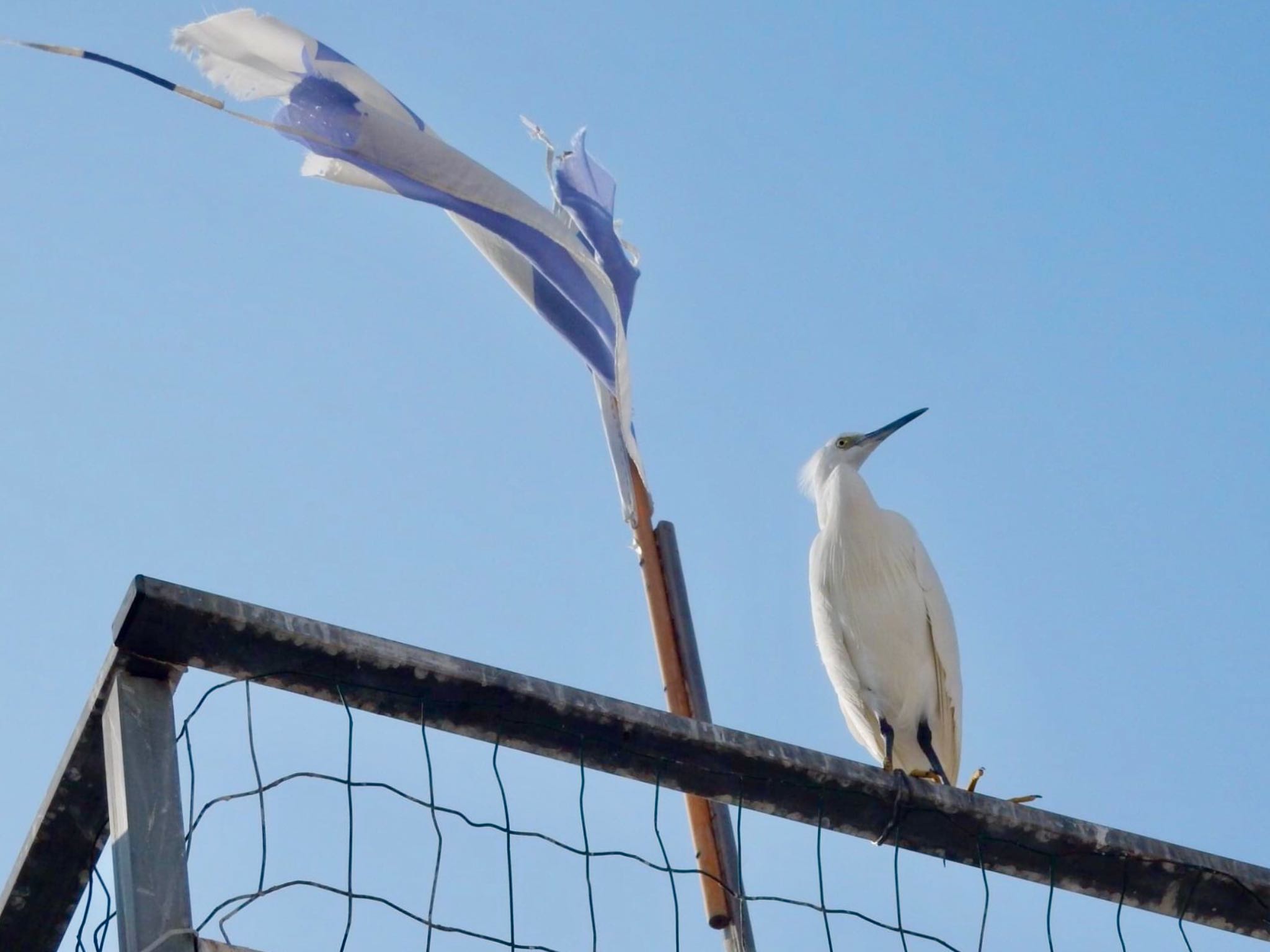 Tel Aviv, Israel  コサギの写真 by tlvatsko83