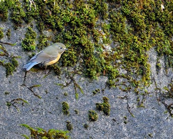 Red-flanked Bluetail Unknown Spots Sat, 11/12/2016