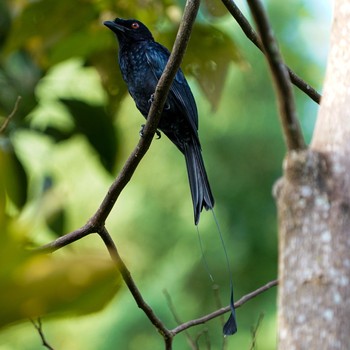 Greater Racket-tailed Drongo Dairy Farm Nature Park Sat, 12/26/2020