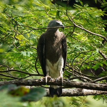 Grey-headed Fish Eagle Dairy Farm Nature Park Sat, 12/26/2020