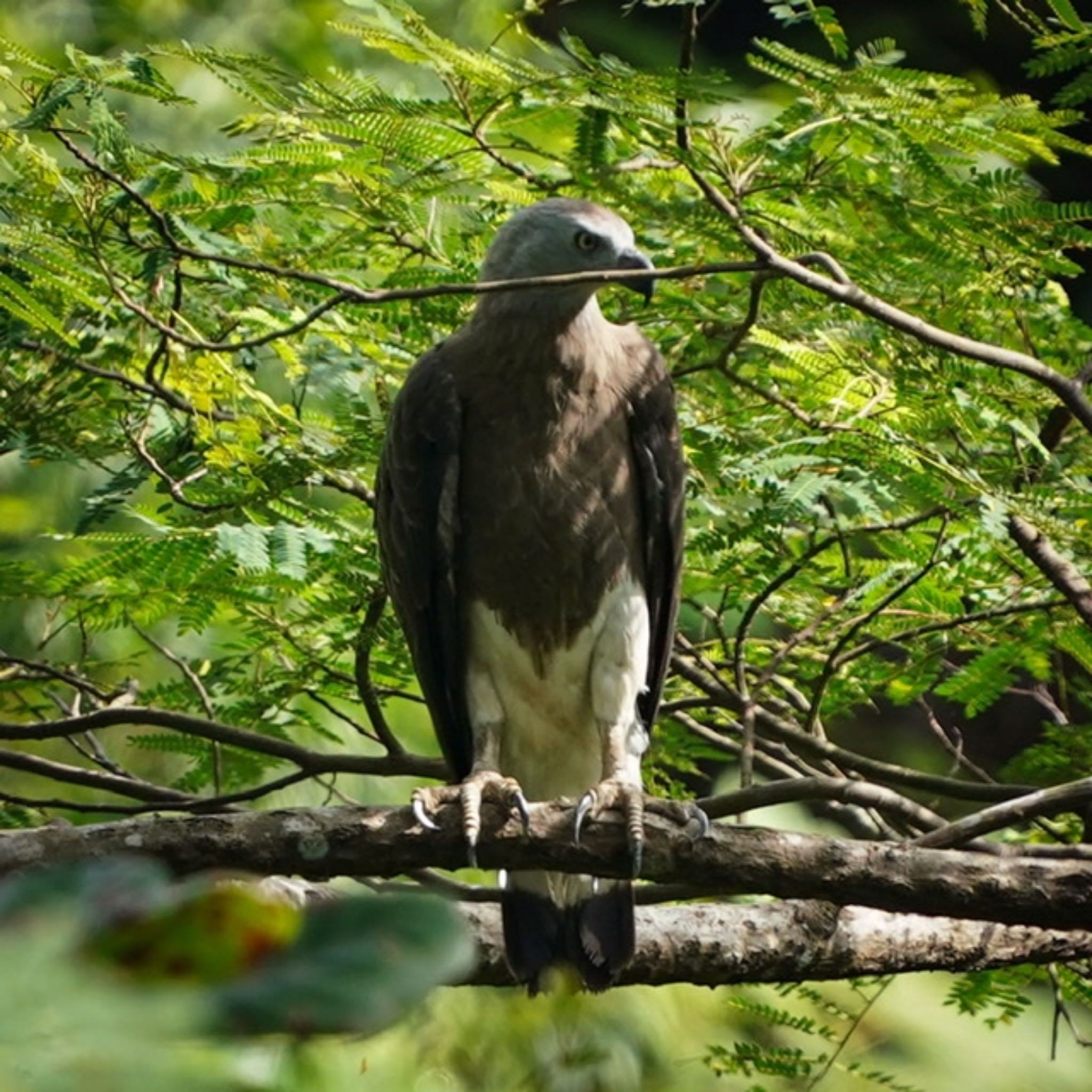 Grey-headed Fish Eagle