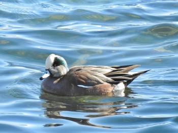 2020年12月26日(土) 平磯海岸の野鳥観察記録