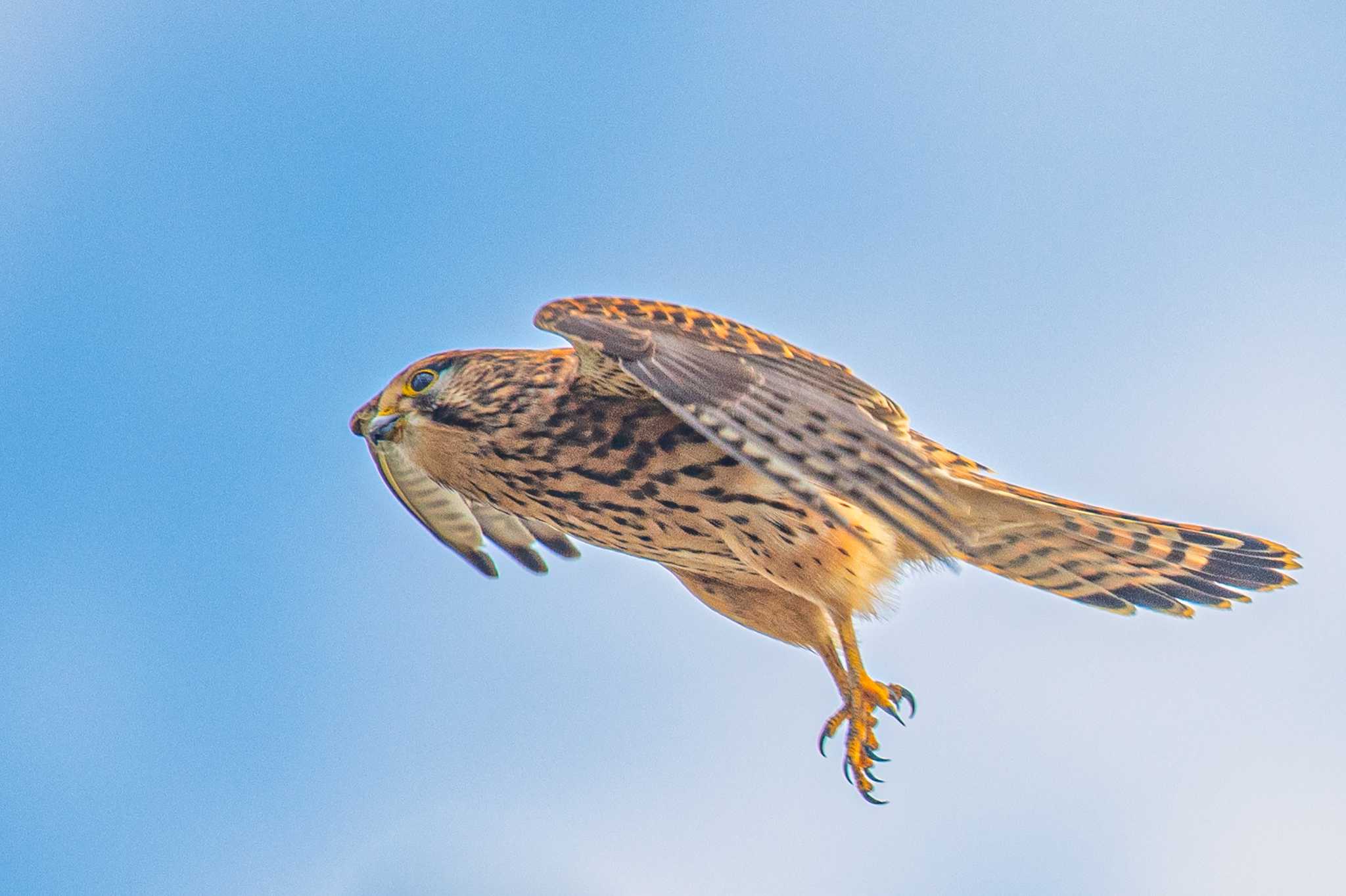 稲葉池 チョウゲンボウの写真