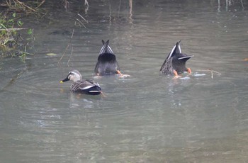 Eastern Spot-billed Duck 飛鳥川 Mon, 11/14/2016