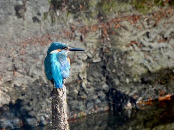 2020年12月26日(土) 六甲山の野鳥観察記録