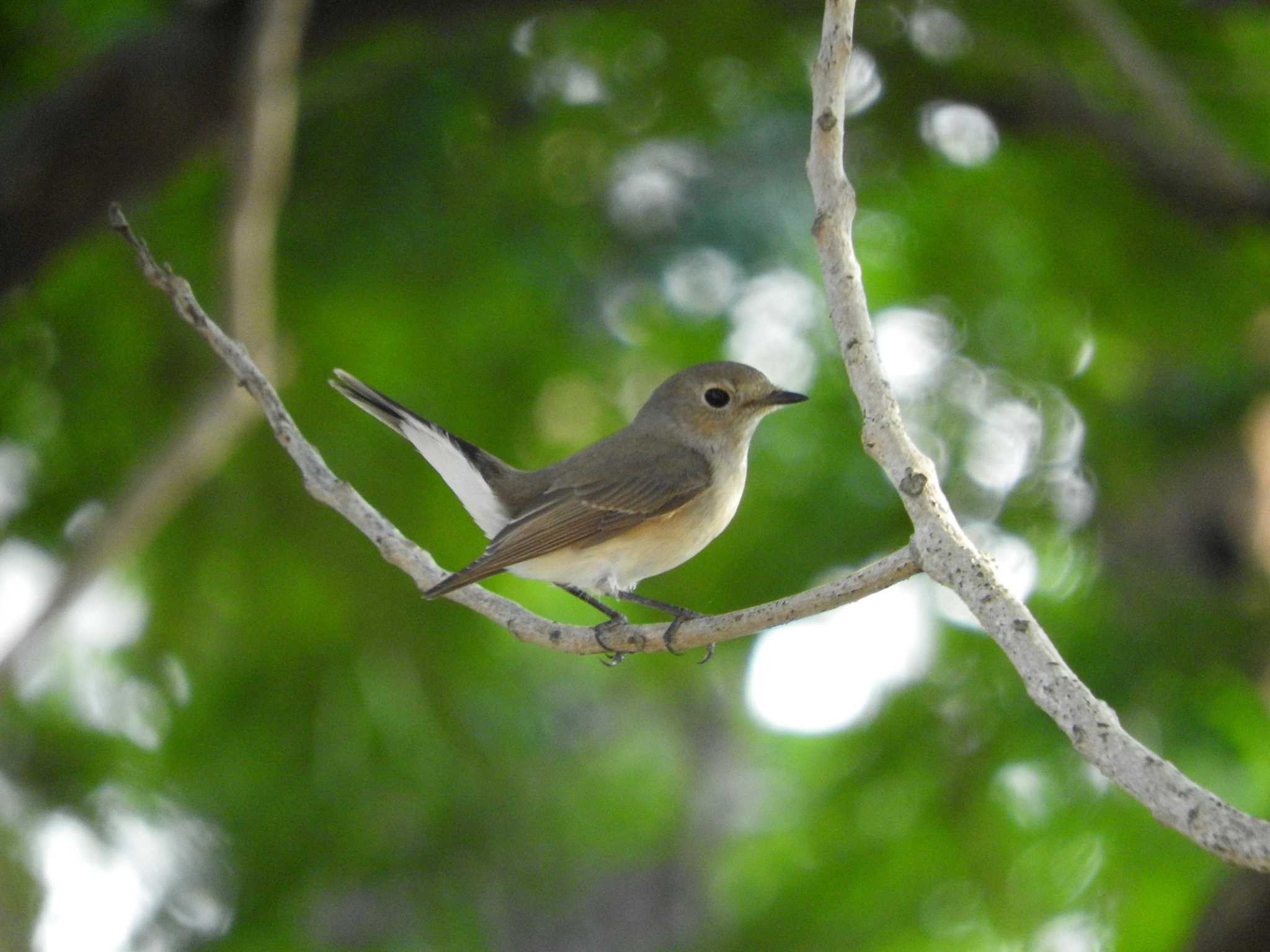 Photo of Taiga Flycatcher at アユタヤ by とみやん