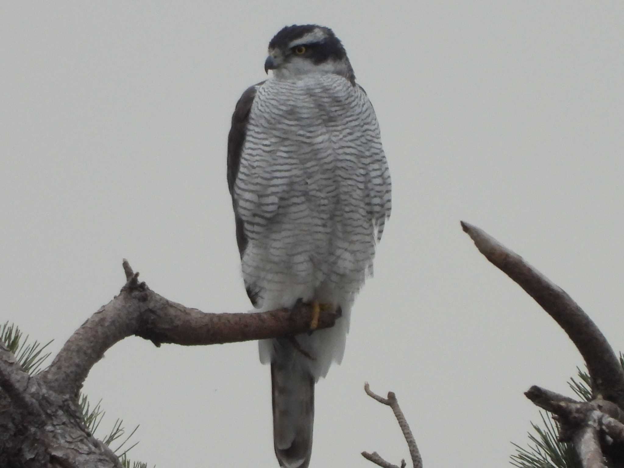 東京港野鳥公園 オオタカの写真 by エヌ