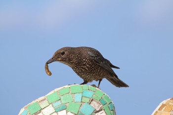 Blue Rock Thrush 沖縄県国頭郡本部町 Mon, 11/14/2016